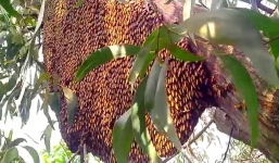 Người phụ nữ tử vong khi bị hàng trăm con ong đốt